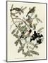 Rose Breasted Grosbeak-null-Mounted Giclee Print