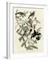 Rose Breasted Grosbeak-null-Framed Giclee Print