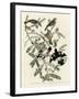 Rose Breasted Grosbeak-null-Framed Giclee Print