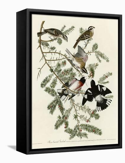 Rose Breasted Grosbeak-null-Framed Stretched Canvas