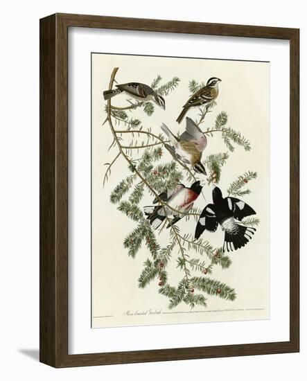 Rose Breasted Grosbeak-null-Framed Giclee Print