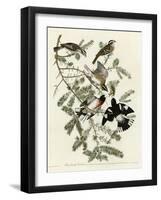 Rose Breasted Grosbeak-null-Framed Giclee Print