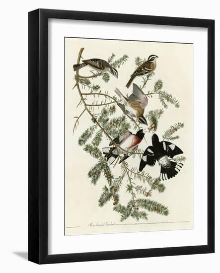 Rose Breasted Grosbeak-null-Framed Giclee Print