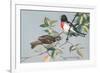 Rose-Breasted Grosbeaks-null-Framed Premium Giclee Print