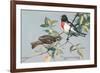 Rose-Breasted Grosbeaks-null-Framed Premium Giclee Print