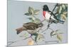 Rose-Breasted Grosbeaks-null-Mounted Premium Giclee Print