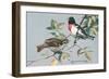 Rose-Breasted Grosbeaks-null-Framed Art Print