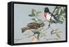 Rose-Breasted Grosbeaks-null-Framed Stretched Canvas