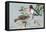 Rose-Breasted Grosbeaks-null-Framed Stretched Canvas