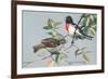 Rose-Breasted Grosbeaks-null-Framed Art Print