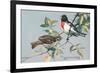 Rose-Breasted Grosbeaks-null-Framed Art Print