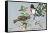 Rose-Breasted Grosbeaks-null-Framed Stretched Canvas