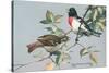 Rose-Breasted Grosbeaks-null-Stretched Canvas