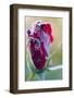 Rose Bud Hit by First Autumn Frost-Kondor83-Framed Photographic Print