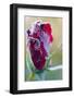 Rose Bud Hit by First Autumn Frost-Kondor83-Framed Photographic Print