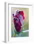 Rose Bud Hit by First Autumn Frost-Kondor83-Framed Photographic Print