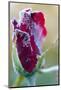 Rose Bud Hit by First Autumn Frost-Kondor83-Mounted Photographic Print