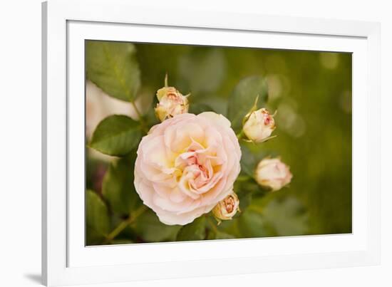 Rose Bush I-Karyn Millet-Framed Photographic Print