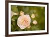 Rose Bush I-Karyn Millet-Framed Photographic Print