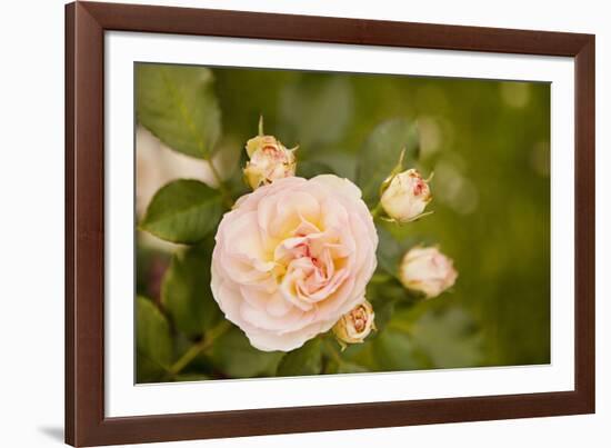 Rose Bush I-Karyn Millet-Framed Photographic Print