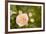 Rose Bush I-Karyn Millet-Framed Photographic Print