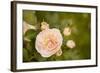 Rose Bush I-Karyn Millet-Framed Photographic Print