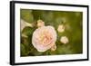 Rose Bush I-Karyn Millet-Framed Photographic Print