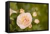 Rose Bush I-Karyn Millet-Framed Stretched Canvas