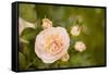 Rose Bush I-Karyn Millet-Framed Stretched Canvas