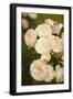 Rose Bush III-Karyn Millet-Framed Photographic Print