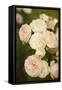 Rose Bush III-Karyn Millet-Framed Stretched Canvas