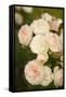 Rose Bush III-Karyn Millet-Framed Stretched Canvas