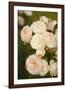 Rose Bush III-Karyn Millet-Framed Photographic Print