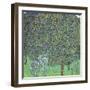 Rose Bushes under the Trees, C. 1905-Gustav Klimt-Framed Giclee Print