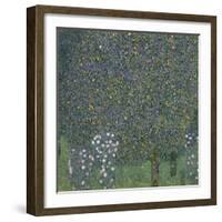 Rose Bushes Under Trees, c.1905-Gustav Klimt-Framed Giclee Print