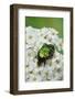 Rose Chafer Beetle (Cetonia Aurata) Feeding On Flowers, Sussex, UK, June-Simon Colmer-Framed Photographic Print