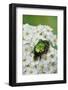 Rose Chafer Beetle (Cetonia Aurata) Feeding On Flowers, Sussex, UK, June-Simon Colmer-Framed Photographic Print