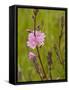 Rose Checker Mallow (Sidalcea Virgata), William L. Finley National Wildlife Refuge, Oregon, Usa-Rick A. Brown-Framed Stretched Canvas