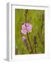 Rose Checker Mallow (Sidalcea Virgata), William L. Finley National Wildlife Refuge, Oregon, Usa-Rick A. Brown-Framed Photographic Print