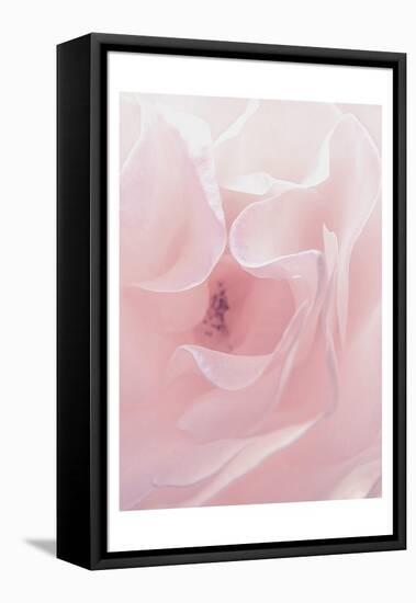 Rose Close Up 2-Urban Epiphany-Framed Stretched Canvas