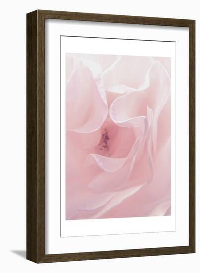 Rose Close Up 2-Urban Epiphany-Framed Art Print