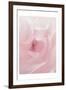 Rose Close Up 2-Urban Epiphany-Framed Art Print