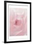 Rose Close Up 2-Urban Epiphany-Framed Art Print