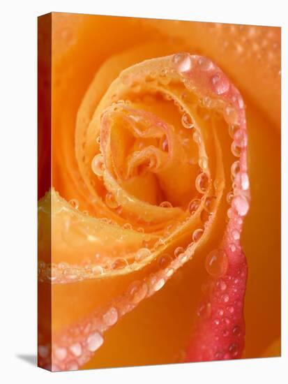 Rose Close-up with Dew-Nancy Rotenberg-Stretched Canvas