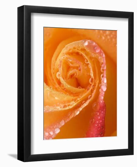 Rose Close-up with Dew-Nancy Rotenberg-Framed Photographic Print