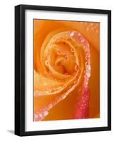 Rose Close-up with Dew-Nancy Rotenberg-Framed Photographic Print