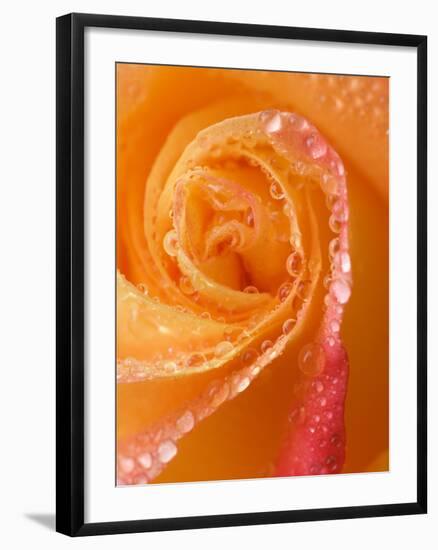 Rose Close-up with Dew-Nancy Rotenberg-Framed Photographic Print