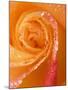 Rose Close-up with Dew-Nancy Rotenberg-Mounted Photographic Print