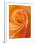 Rose Close-up with Dew-Nancy Rotenberg-Framed Photographic Print