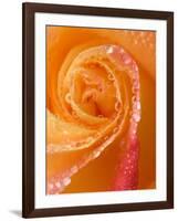 Rose Close-up with Dew-Nancy Rotenberg-Framed Photographic Print